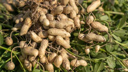 Tous les bienfaits de l'arachide bio non décortiquée