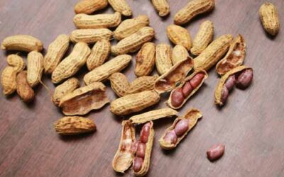 L’Histoire Culturelle de nos Arachides Non Décortiquées Bio d’Afrique : Un Héritage Savoureux